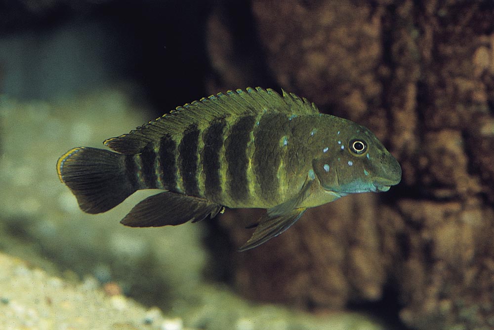 Eretmodus cyanostictus, Ubwari