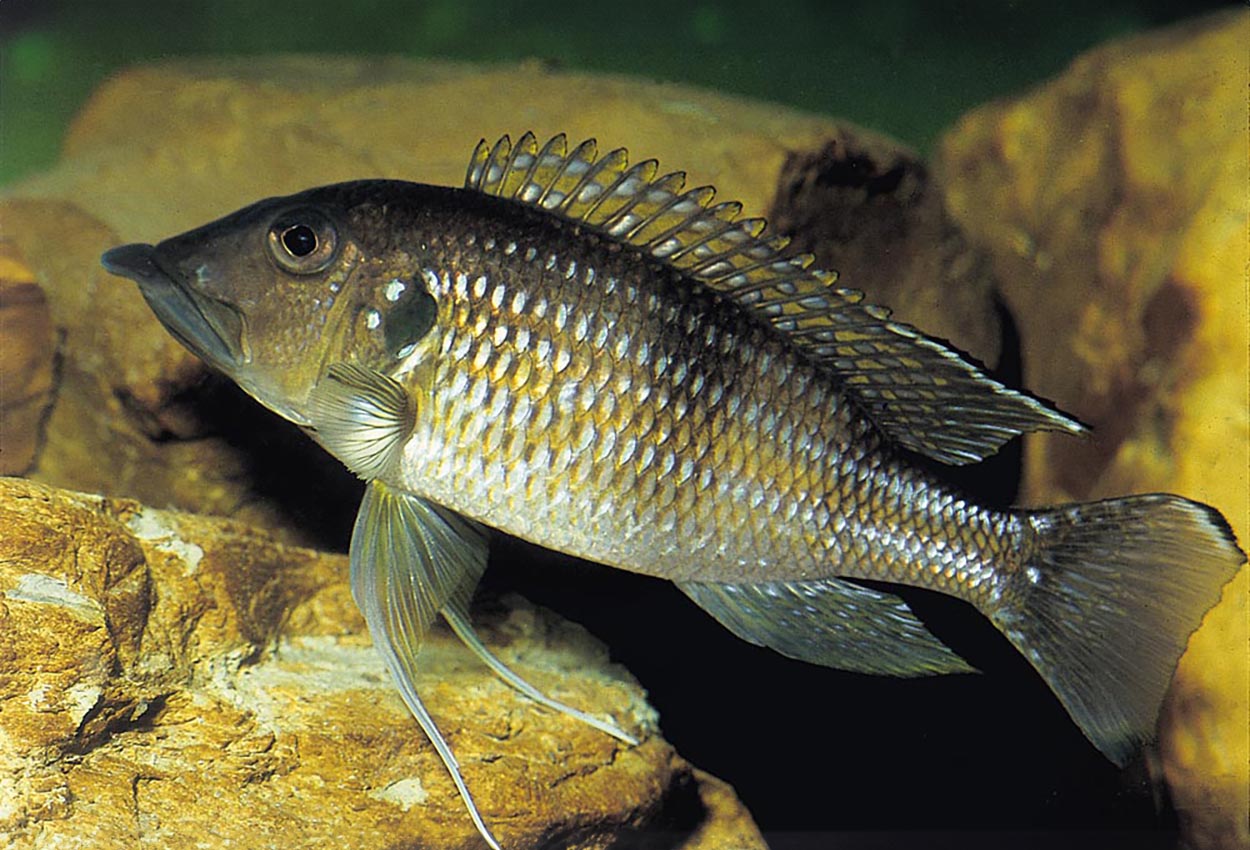 Gnathochromis permaxillaris, Chituta