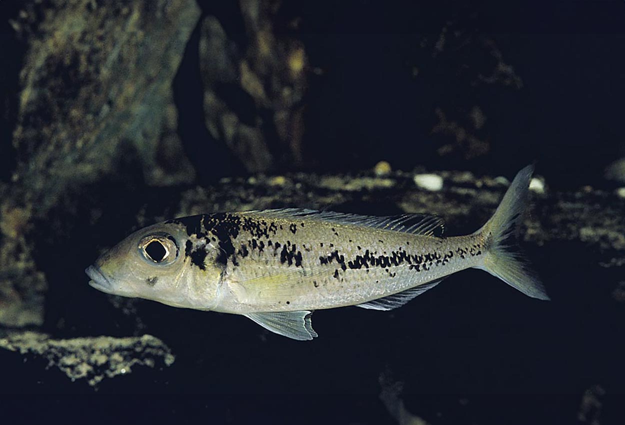 Grammatotria lemairii, Burundi