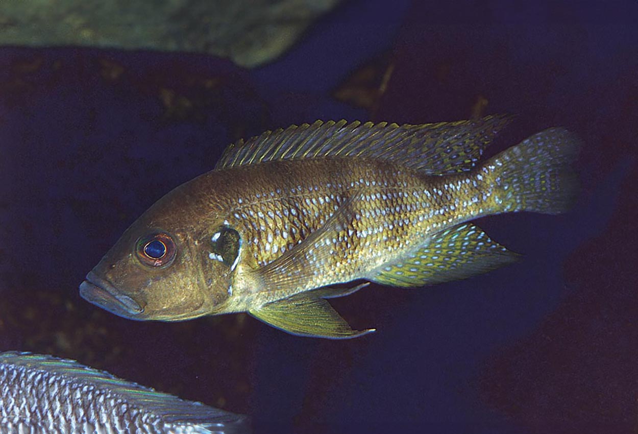 Greenwoodochromis christyi, Chituta