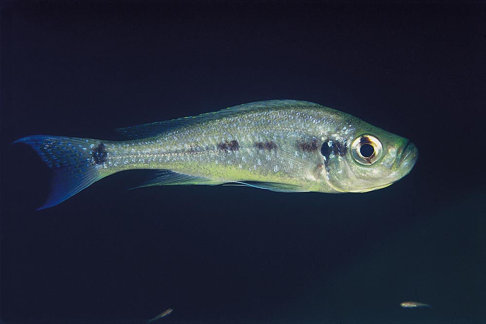 Haplotaxodon microlepis, Kipili
