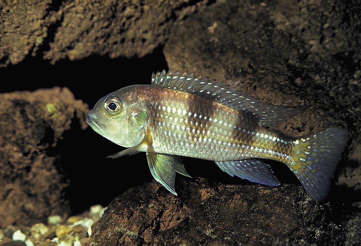 Limnochromis auritus, Burundi