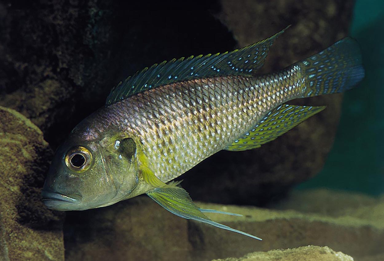 Limnochromis staneri, Burundi