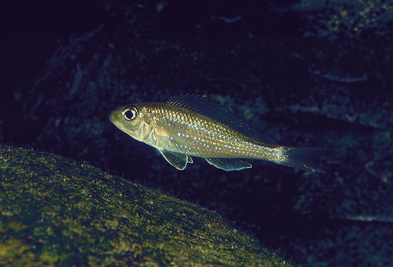 Microdontochromis tenuidentatus, Cameron Bay