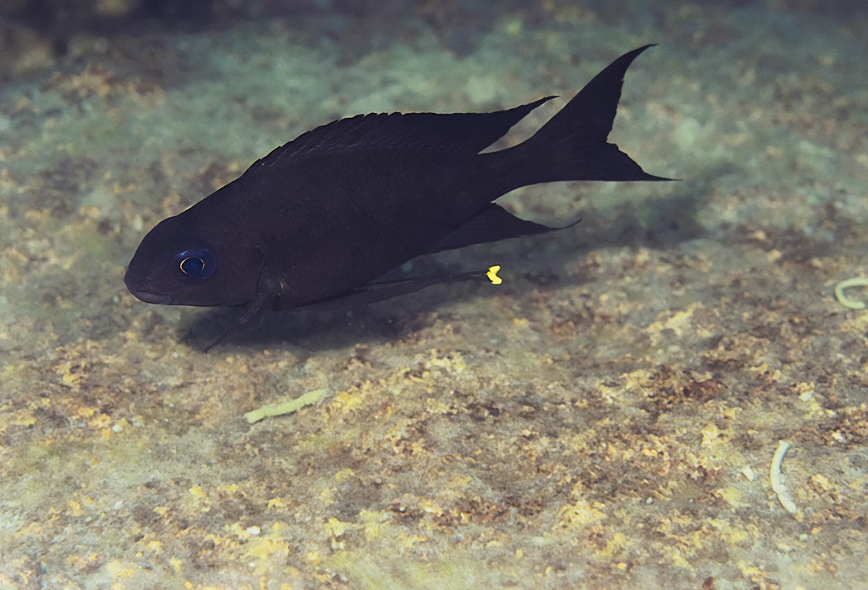 Ophthalmotilapia boops, Mvuna
