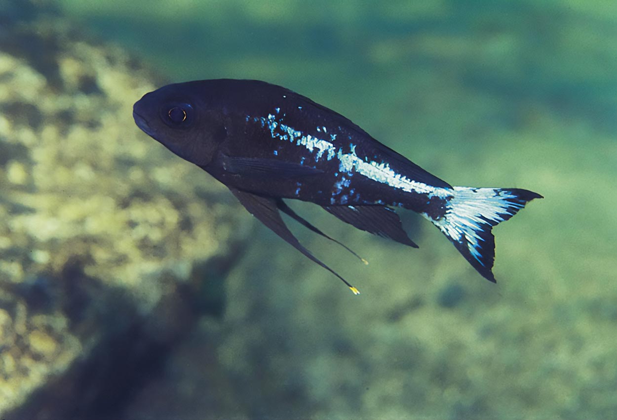 Ophthalmotilapia boops, Nkondwe
