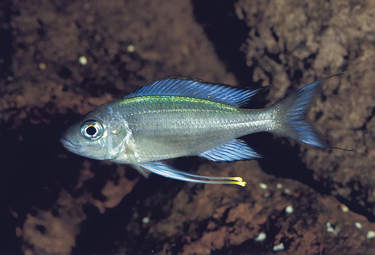 Ophthalmotilapia heterodonta, Kigoma
