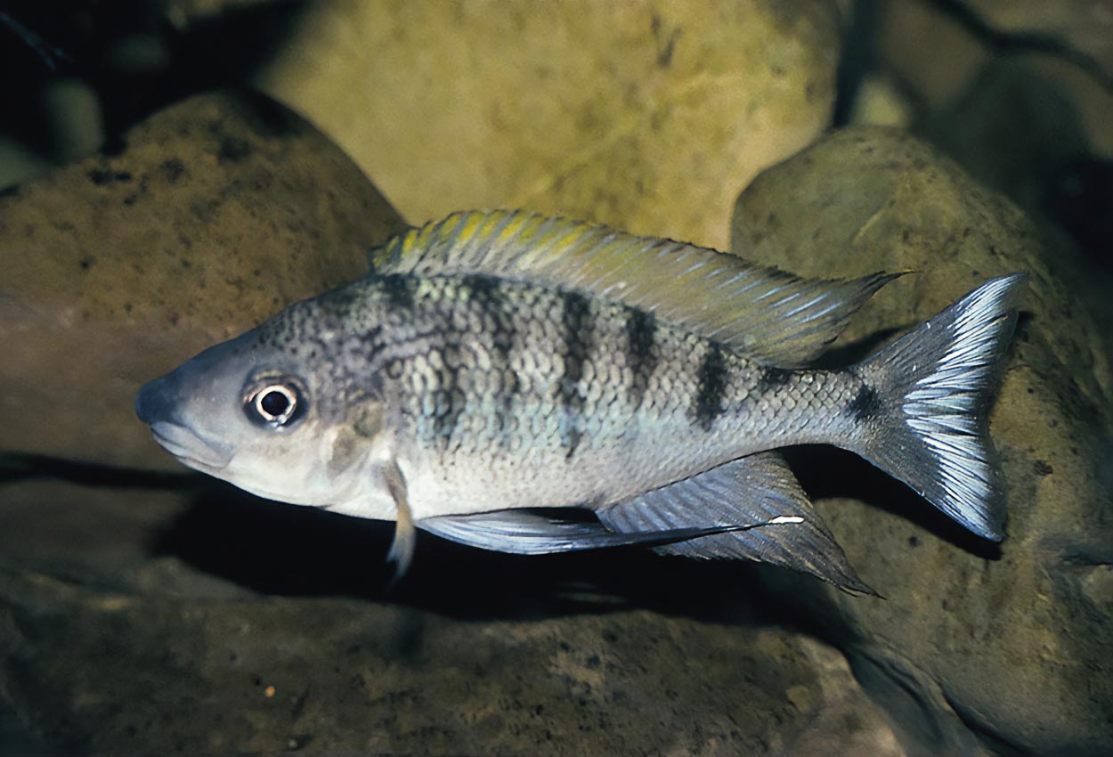 Ophthalmotilapia nasuta, Magara