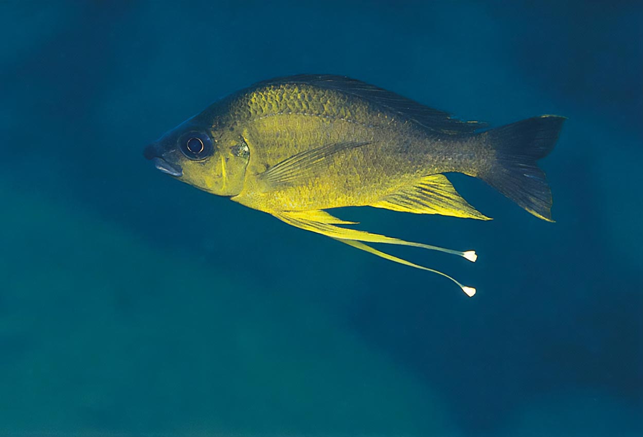 Ophthalmotilapia nasuta, Mtosi