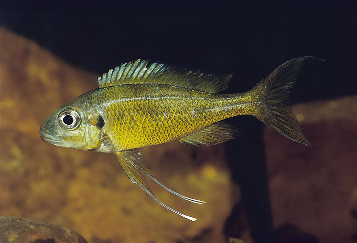 Ophthalmotilapia ventralis, Kapampa