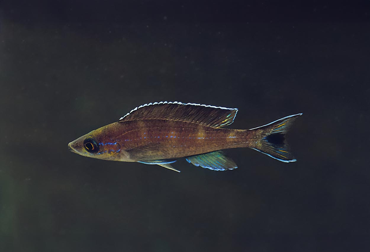 Paracyprichromis brieni, Kitumba (hane)