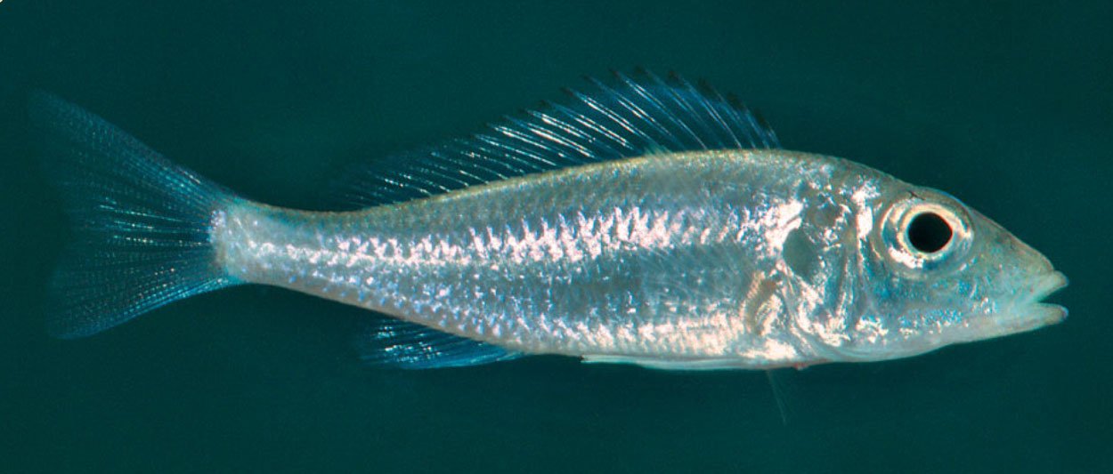 Callochromis stappersi, Ikola, hona