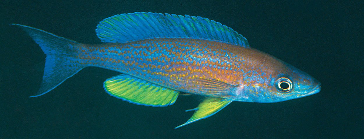 Cyprichromis pavo, Samazi