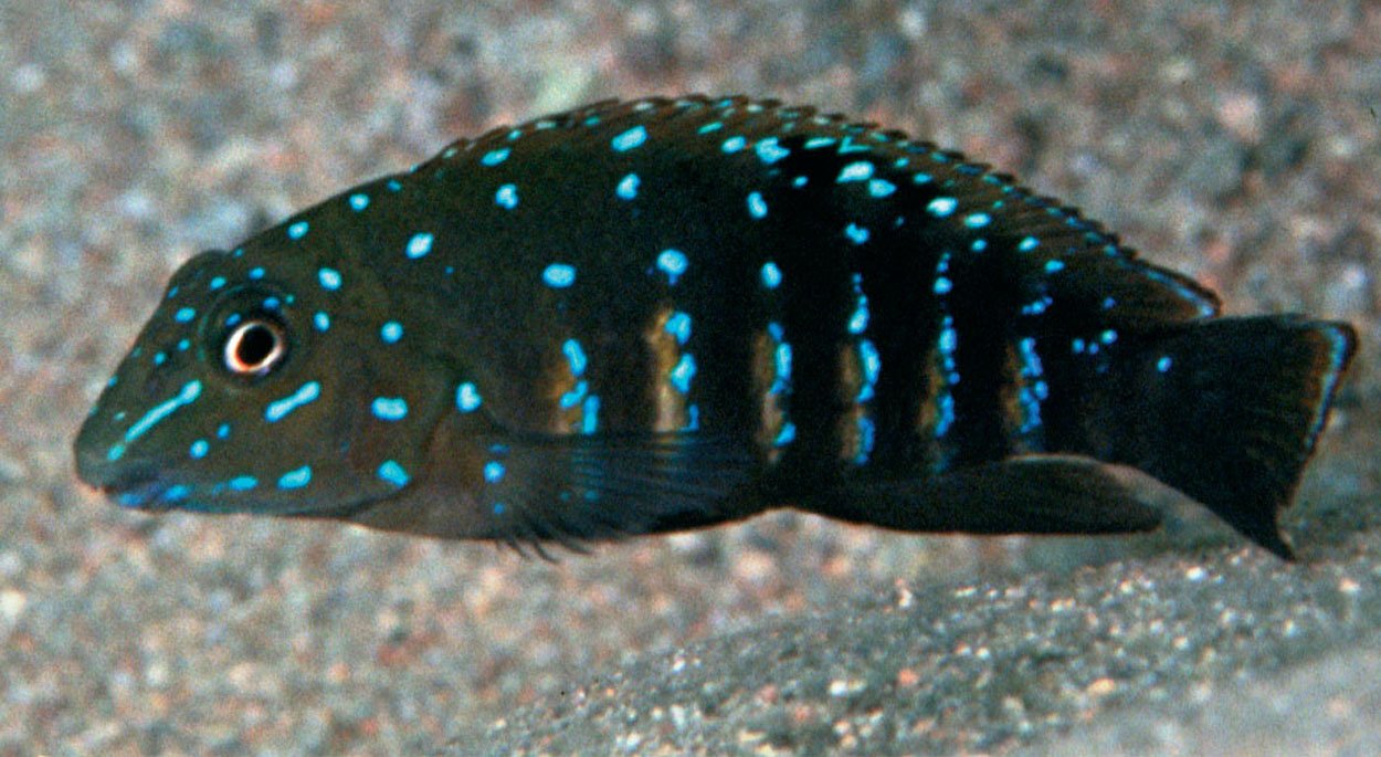 Tanganicodus irsacae, Kapampa
