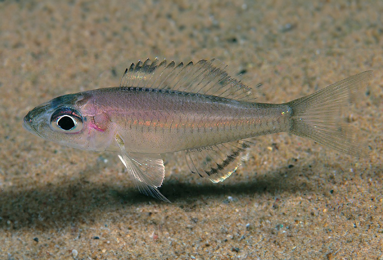 Trematocara variabile, Isanga 