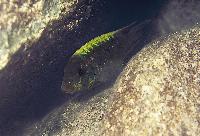 Petrochromis ephippium Kampemba