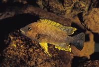 Petrochromis famula, Kigoma