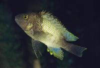 Petrochromis famula, Kapampa