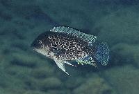 Petrochromis famula, Cape Tembwe