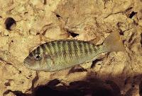 Petrochromis fasciolatus, Burundi