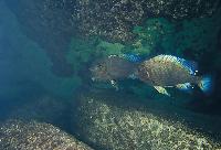 Petrochromis sp. "giant