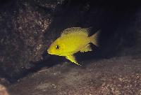 Petrochromis sp. "gold"