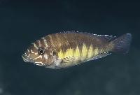 Petrochromis sp. 'orthognathus ikola'