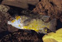 Petrochromis sp. "kasumbe"
