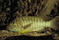 Petrochromis macrognathus Cameron Bay