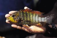 Petrochromis sp. "macrognathus rainbow" Kipili