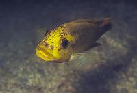 Petrochromis sp. "moshi yellow" Msalaba