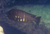 Petrochromis sp. 'kipili brown', Kipili