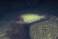 Petrochromis orthognathus, Rutunga