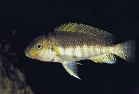 Petrochromis sp. "orthognathus tricolor", Zambia