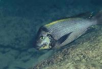 Petrochromis polyodon, M´toto
