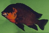 Petrochromis sp. "red", Bulu Point