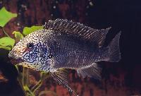 Petrochromis sp. "texas", Bulu Point