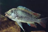 Petrochromis sp. "texas kipili", Msalaba