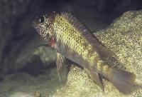 Petrochromis sp. "texas red", Ubwari