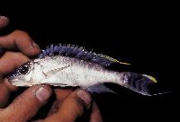 Plecodus multidentatus, Zambia