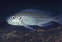 Plecodus paradoxus, Fulwe