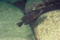 Plecodus straeleni, Kalambo-hona