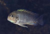 Pseudosimochromis curvifrons, Zambia