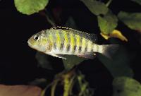 Simochromis babaulti, Burundi
