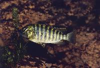 Simochromis diagramma, Burundi