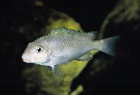 Simochromis marginatus, Resha