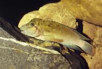 Spathodus marlieri, Magara