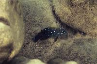 Tanganicodus irsacae, Kavalla