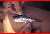 Telotrematocara macrostoma