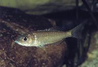 Trematocara nigrifrons,  Zambia